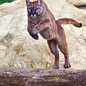 slides/IMG_8811.jpg wildlife, feline, big cat, cat, predator, fur, cougar, mountain, lion, puma, jump, leap WBCW98 - Puma - Mountain Lion - Jump